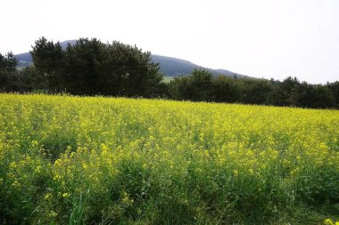 Çiçeklerle dolu bir tarlası ve büyük yeşil otları olan güzel bir manzara.