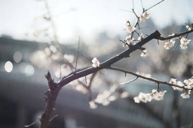 Bahçede güzel bahar çiçekleri