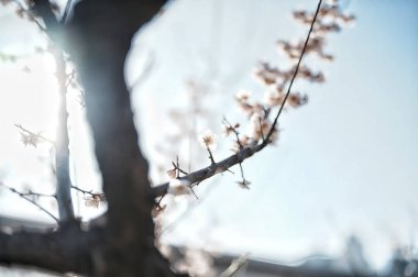 Bahçedeki güzel çiçekler