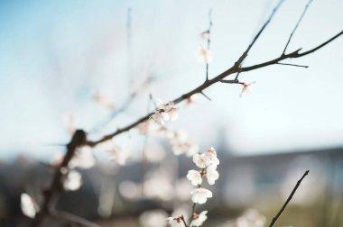 Bahçedeki güzel çiçekler