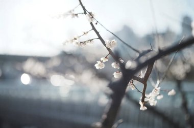 Ağaçtaki bahar çiçekleri