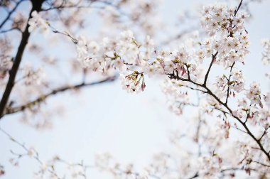 Bahçede güzel bahar çiçekleri