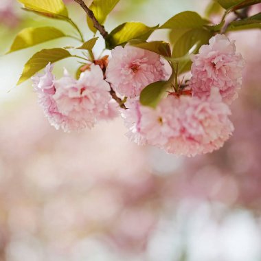 İlkbaharda kiraz çiçeği