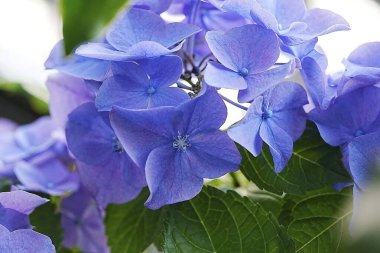 Bahçedeki güzel çiçekler