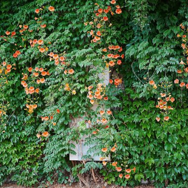 Bahçedeki güzel çiçekler