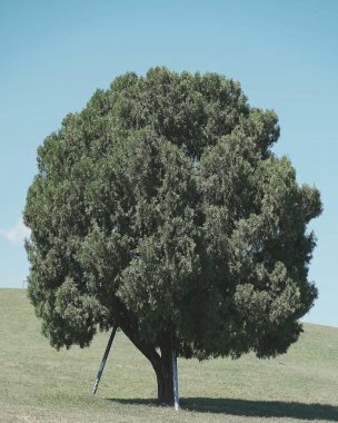 Parktaki yeşil ağaçlar