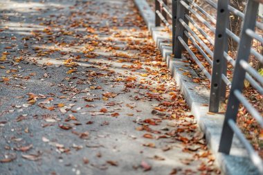 Şehirdeki sonbahar parkı