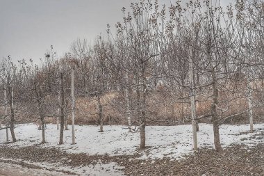 Ağaçlar ve karla kaplı kış manzarası