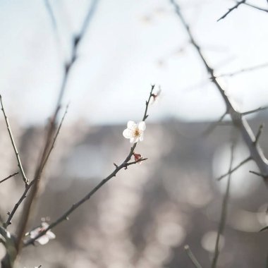 Bahçede beyaz çiçekler