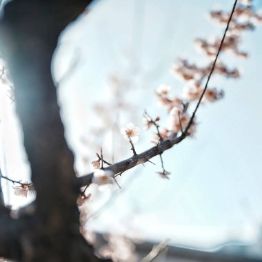 İlkbaharda kiraz çiçeği