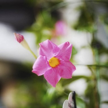 Bahçedeki pembe çiçek