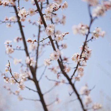 Ağaçtaki güzel bahar çiçekleri