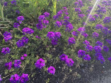 Bahçedeki güzel çiçekler