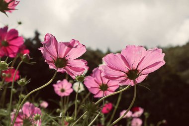 Bahçede pembe kozmos