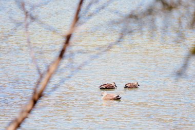 Gölde bir ördek sürüsü