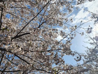 İlkbaharda kiraz çiçeği, Japonya