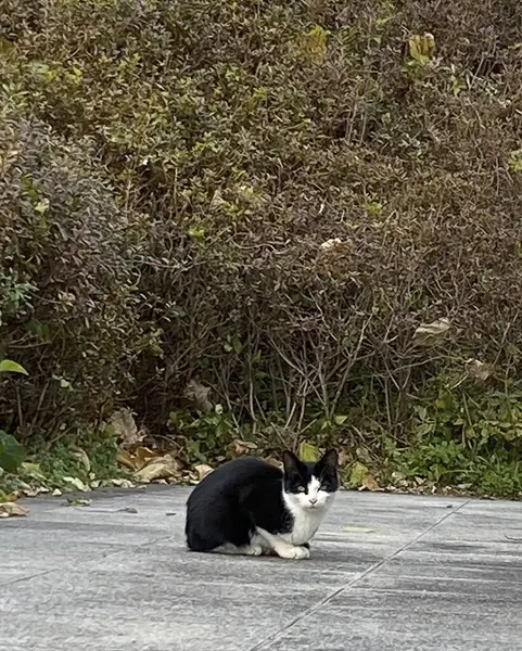 Sokakta siyah beyaz kedi