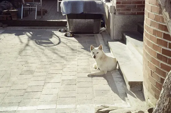 Şehirde köpek var.