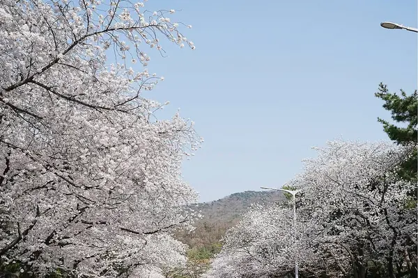 İlkbaharda kiraz çiçeği