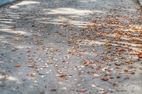 Siyah arka planda bir sürü kuru sarı çiçek var.