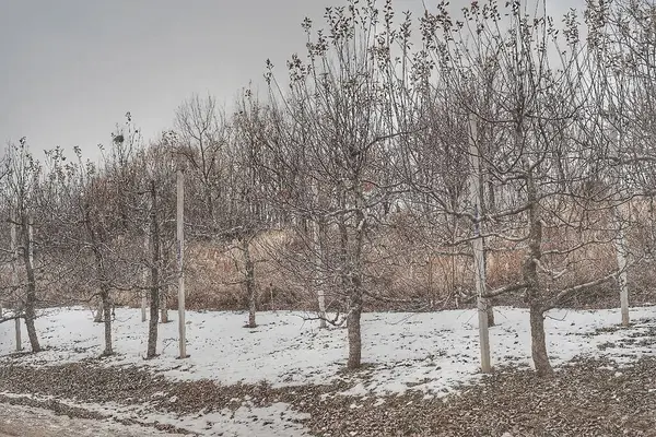 Ağaçlar ve karla kaplı kış manzarası