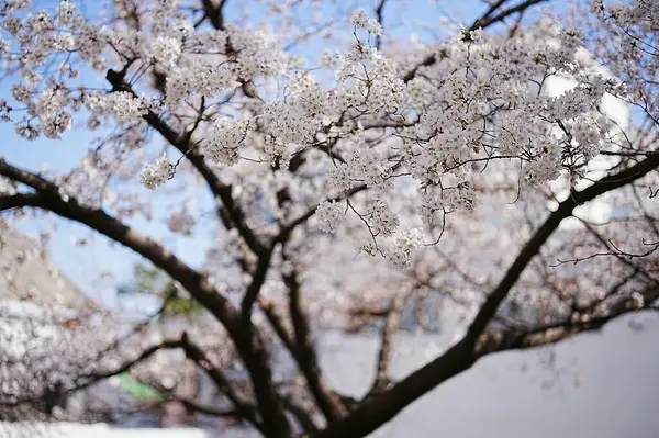İlkbaharda kiraz çiçeği