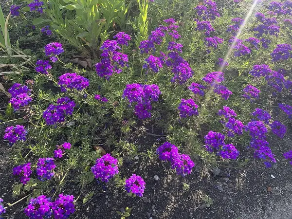 Bahçedeki güzel çiçekler