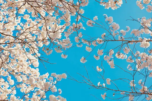 Güzel botanik fotoğrafı, doğal duvar kağıdı.