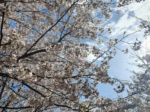 İlkbaharda kiraz çiçeği, Japonya
