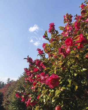 Bahçedeki güzel çiçekler