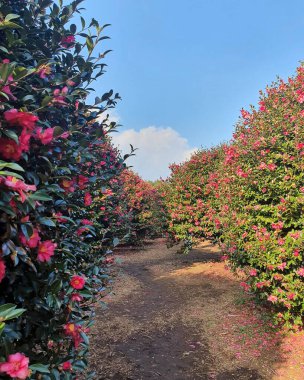 Güzel botanik fotoğrafı, doğal duvar kağıdı.