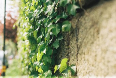 Duvarda yeşil yapraklar