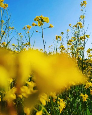 Bahçedeki sarı çiçekler