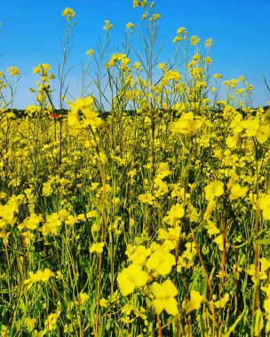 Çiçek tarlası, yaz bitkisi ve doğa.