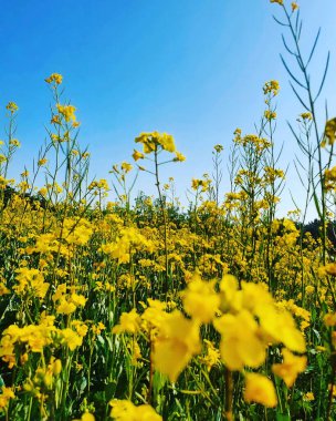Sarı çiçekler tarlada