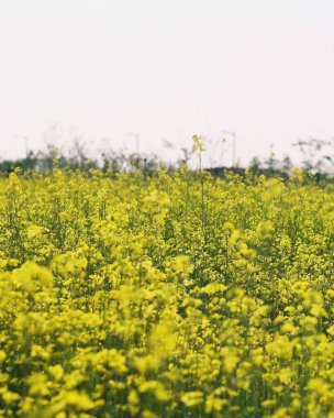 Ormanda büyük bir ağacı olan yeşil bir arazi.