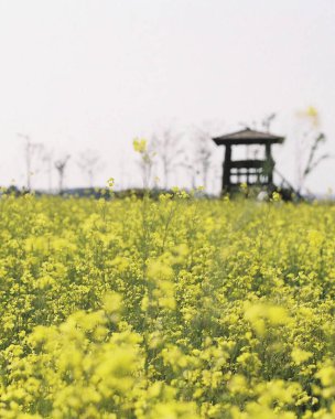 Güzel botanik fotoğrafı, doğal duvar kağıdı.