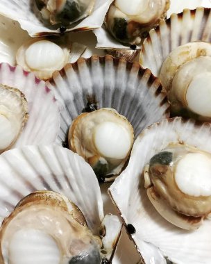 beyaz zemin üzerinde kabukları.