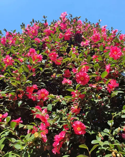Güzel botanik fotoğrafı, doğal duvar kağıdı.