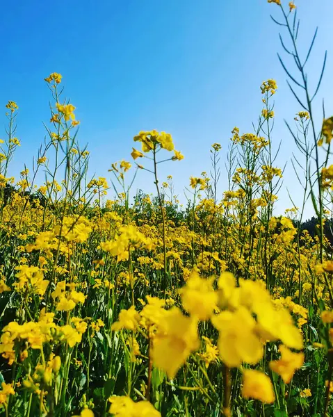 Sarı çiçekler tarlada