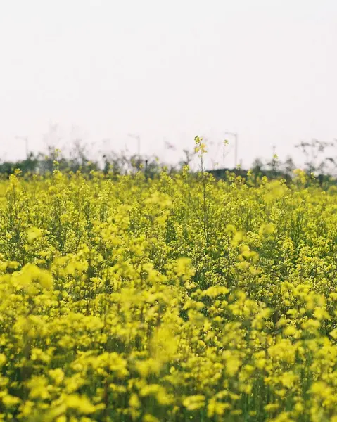 Ormanda büyük bir ağacı olan yeşil bir arazi.