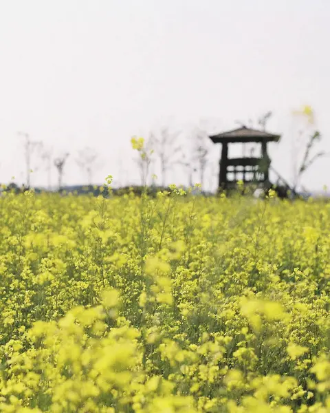 Güzel botanik fotoğrafı, doğal duvar kağıdı.