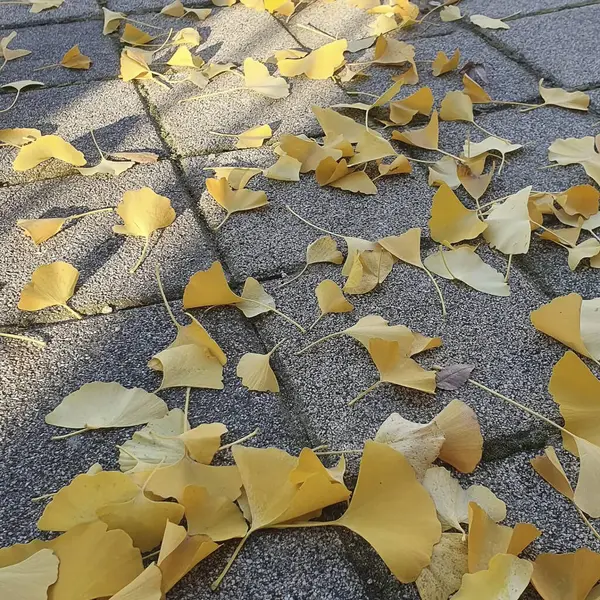 Yere düşmüş sarı yapraklar.