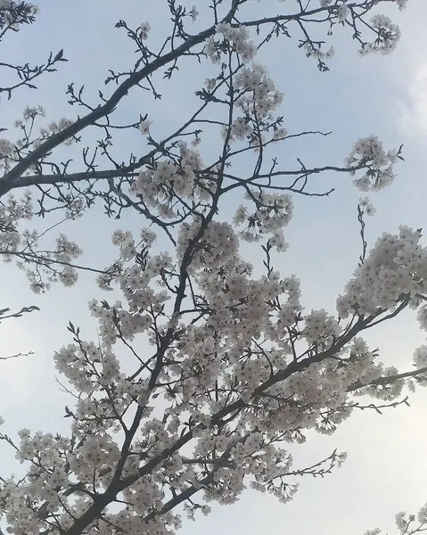 Ağaç dalları, bitki örtüsü.