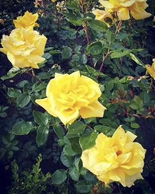 Bahçedeki güzel sarı güller