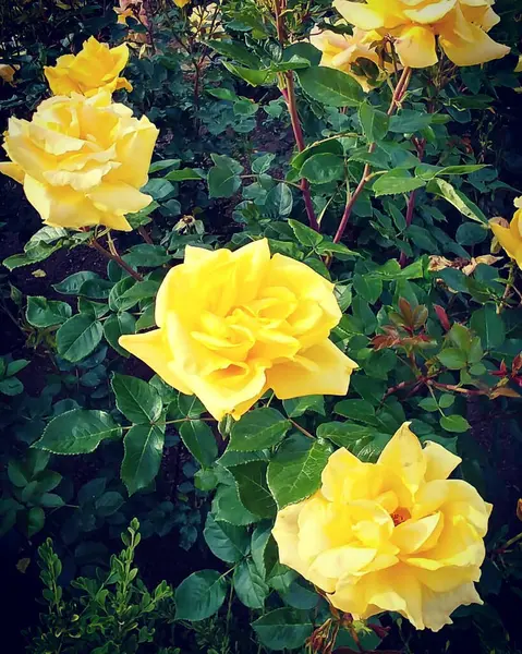 Bahçedeki güzel sarı güller