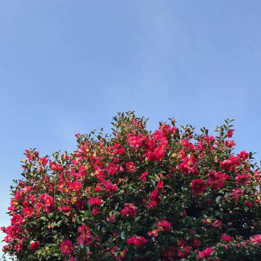 Güzel botanik fotoğrafı, doğal duvar kağıdı.