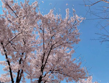Ormanın güzel manzarası