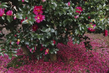 Bahçedeki güzel çiçekler