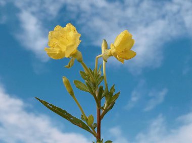 Bahçedeki güzel çiçekler